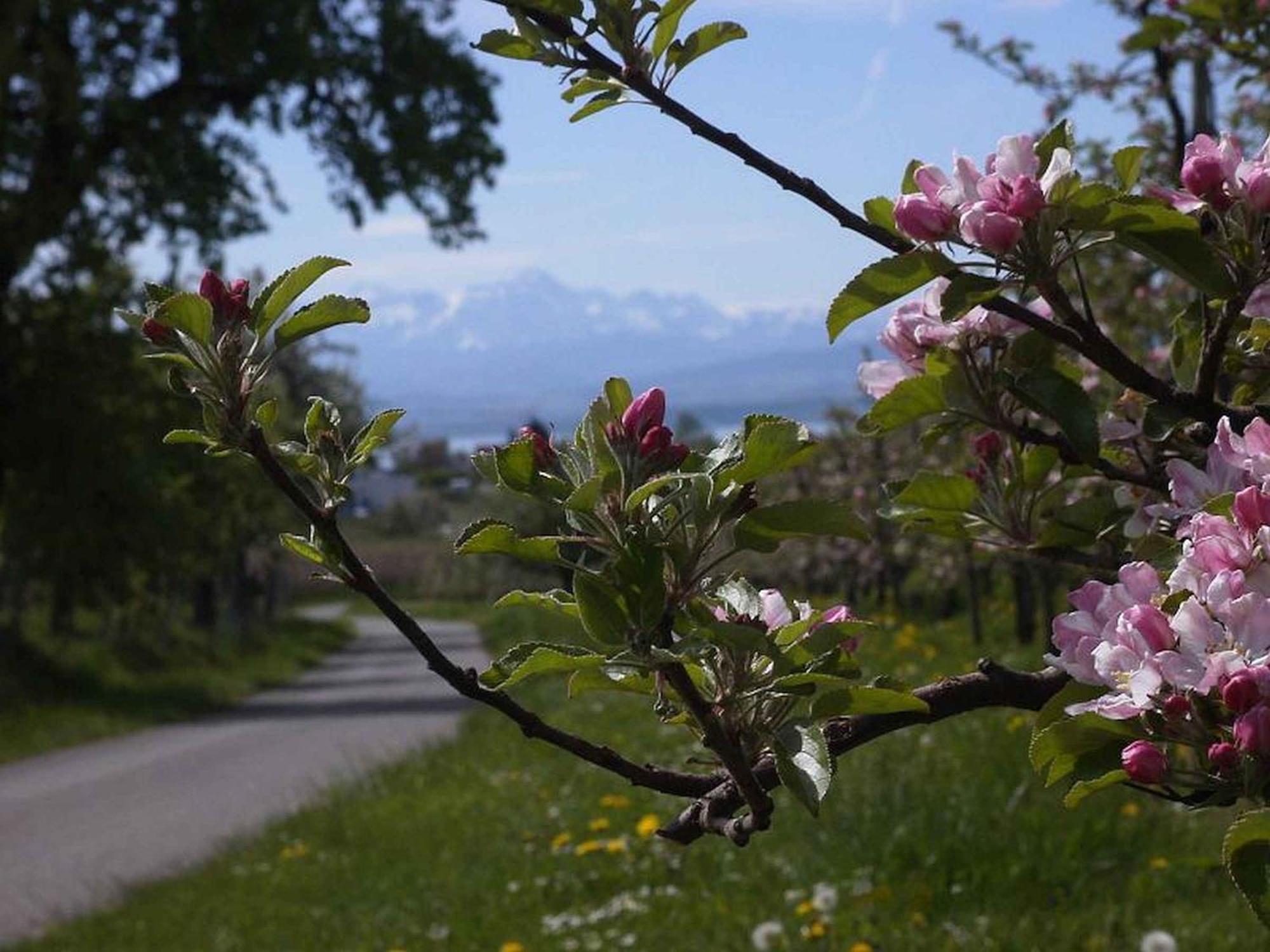 Haus Alpenblick Διαμέρισμα Immenstaad am Bodensee Εξωτερικό φωτογραφία